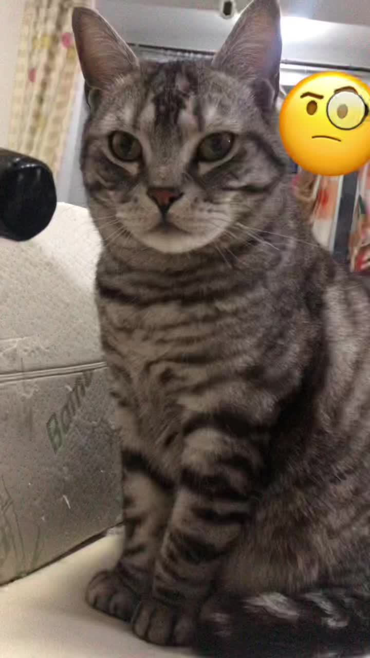 @Ice-creamy cat