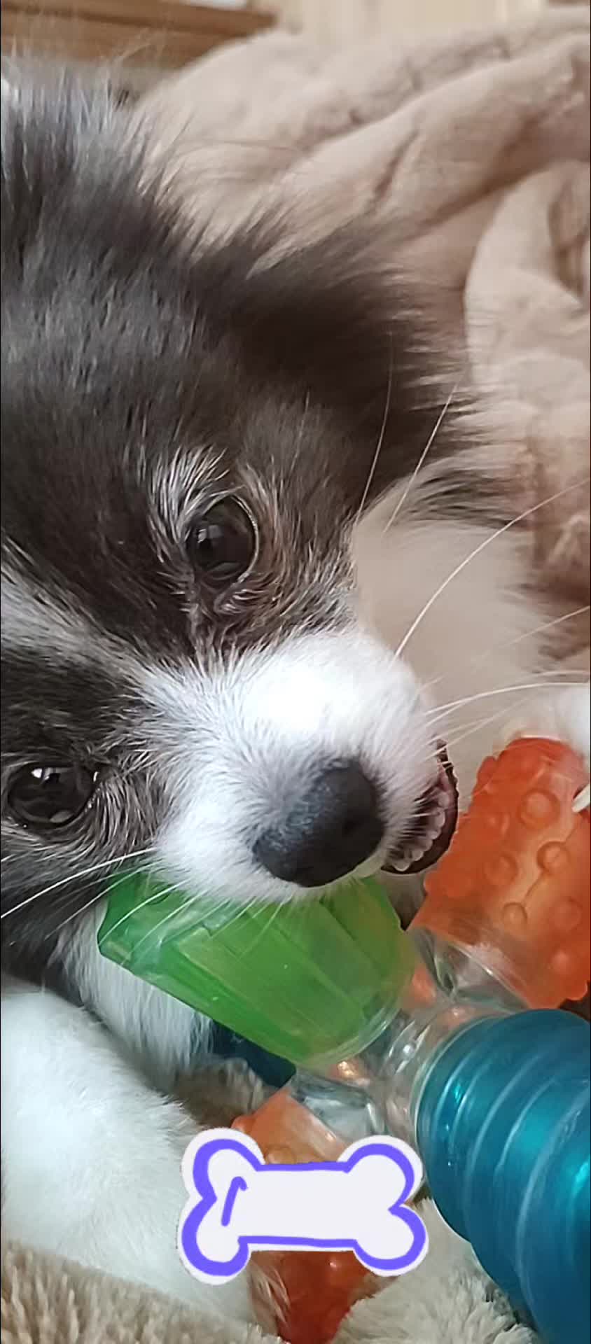 @Arlo The Pom ๐พ