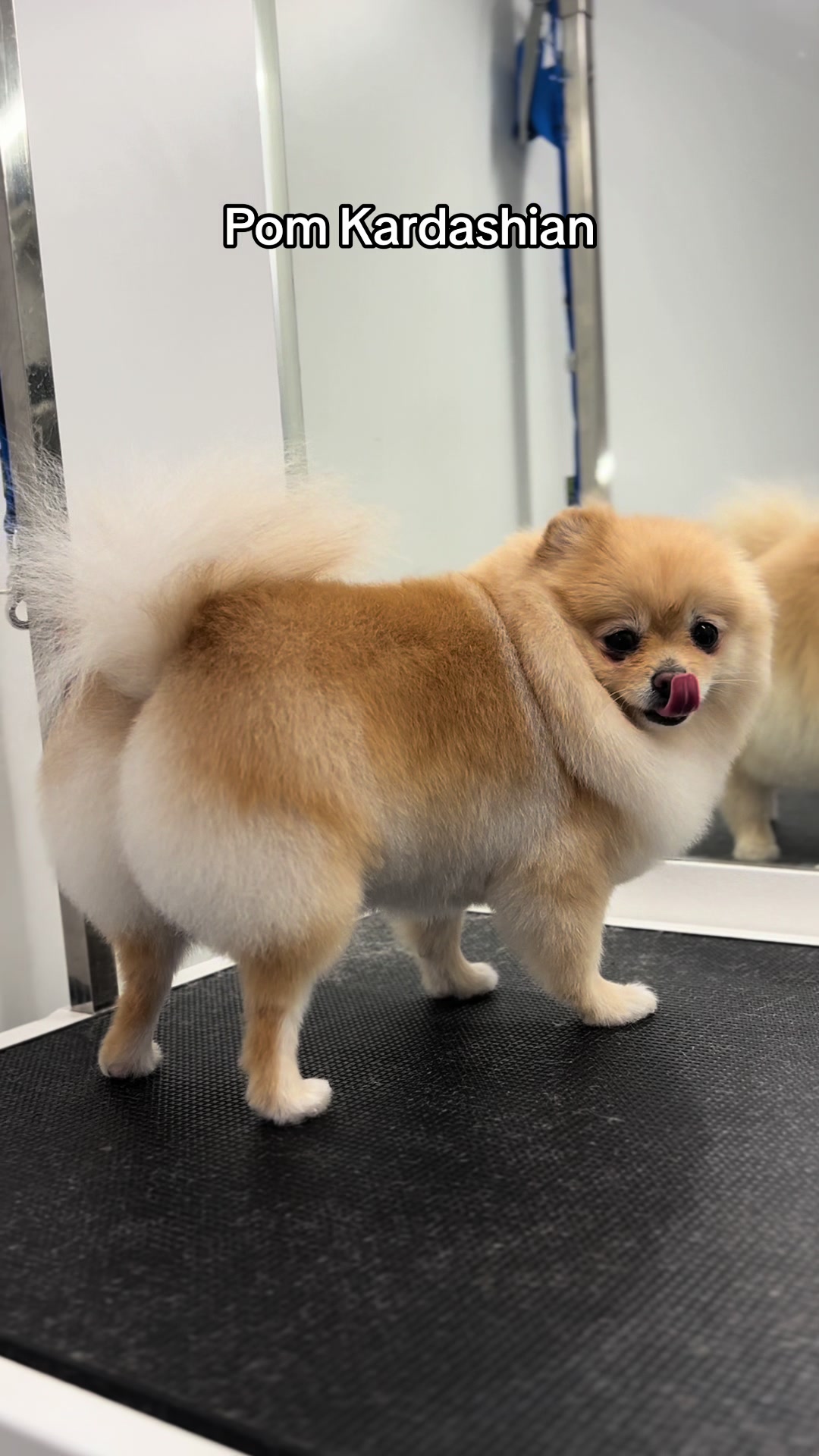 @PetStylist_Teti