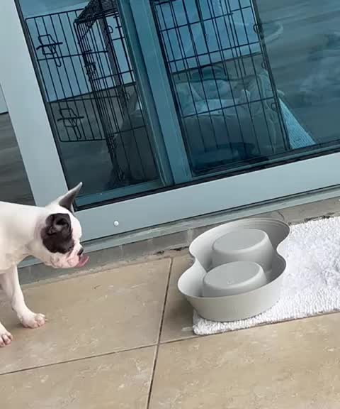 @Boston terrier