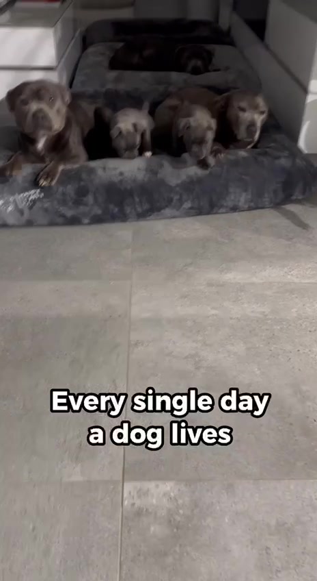 @Happy Staffy Co