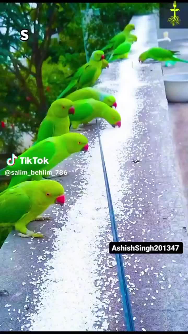@ashika singh