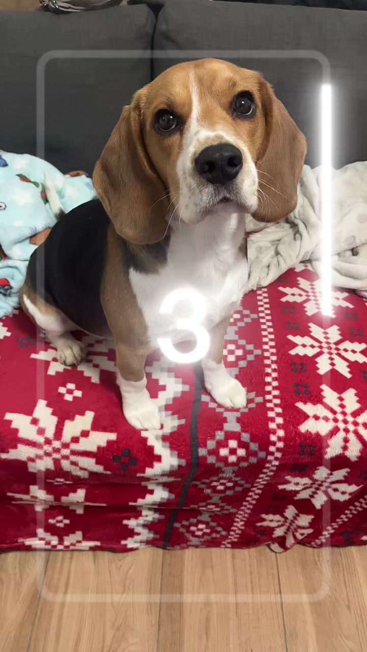 @biggieelbeagle