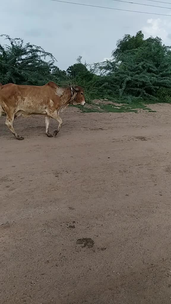 @govidbhai65