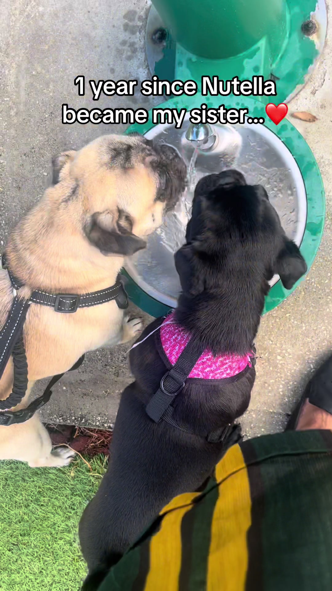 @Rigatoni the Pug