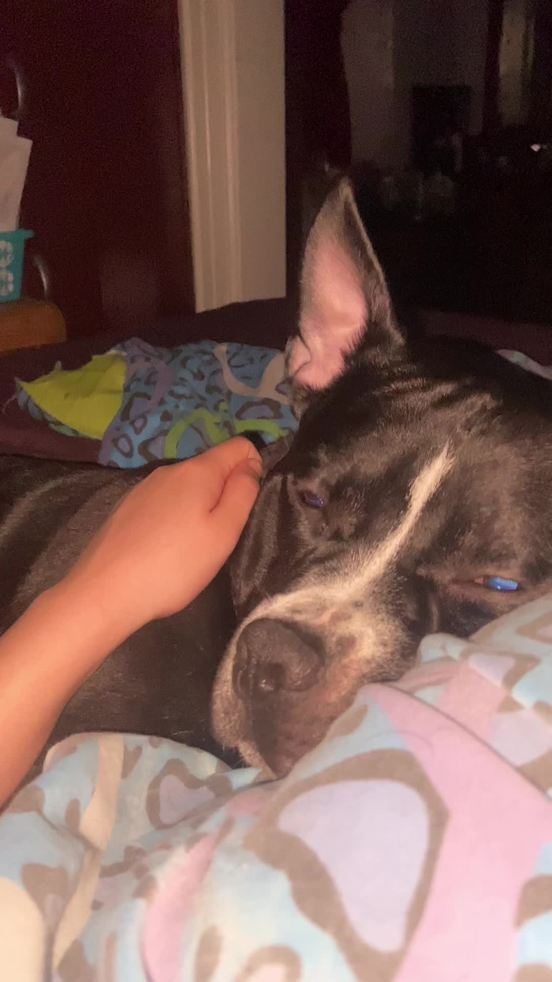 @Acebully