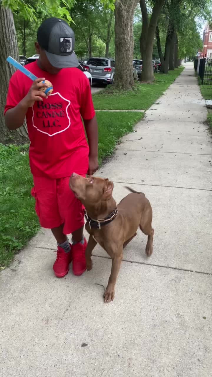 @Boss Canine