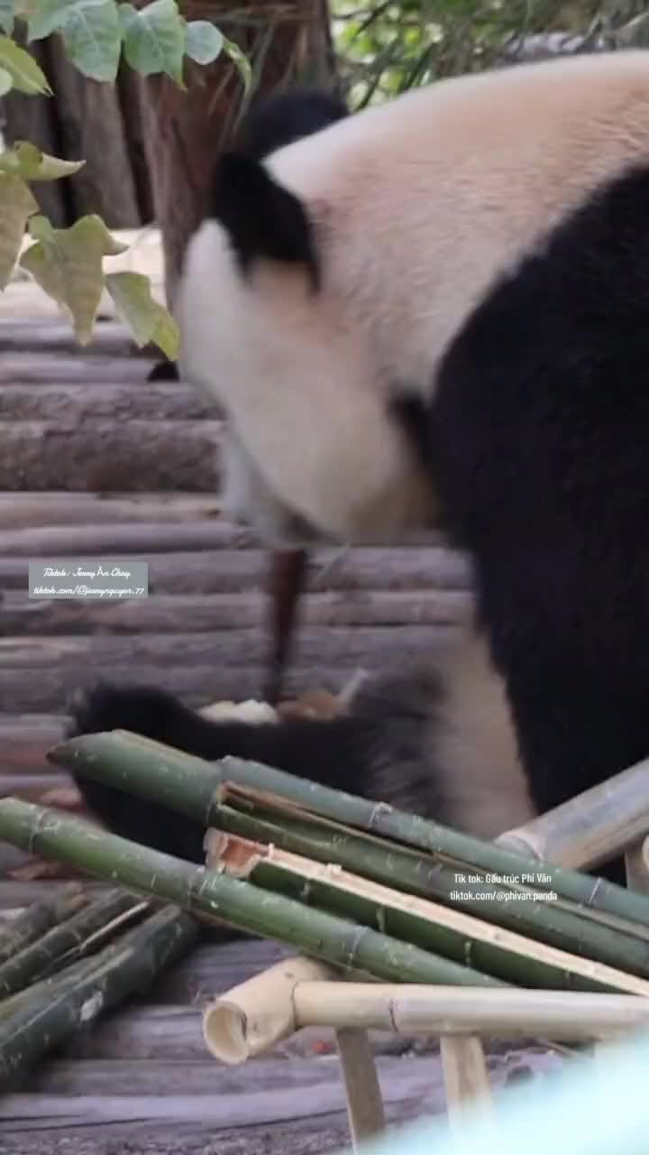 @Gấu tr&uacute;c Phi V&acirc;n