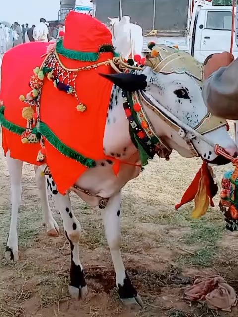 @آصف۔گجر۔چلومیرگالہ🍁