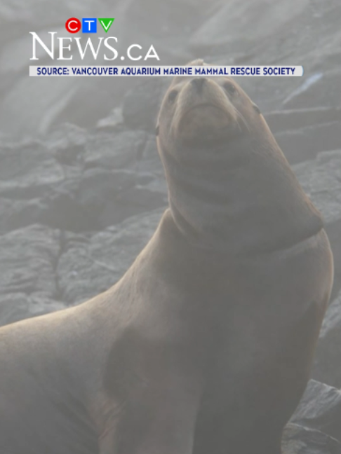 @CTV News Vancouver Island