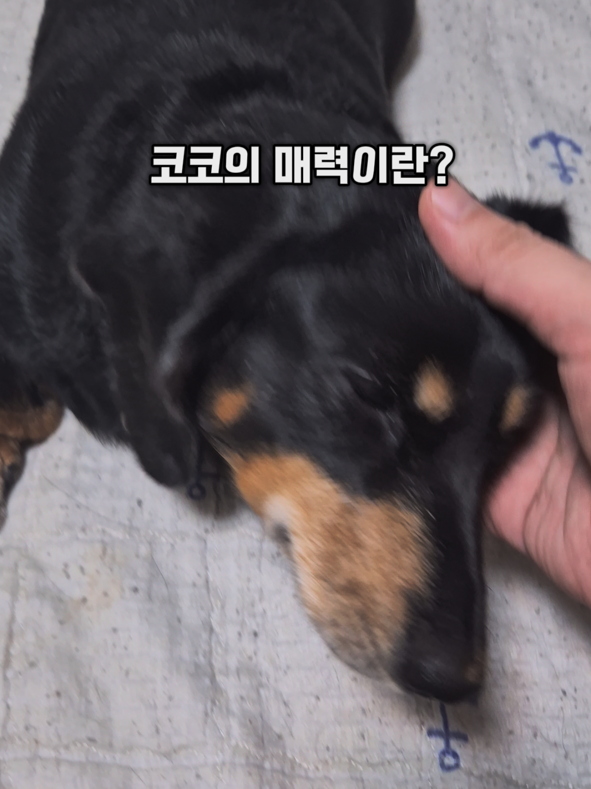 @코코대디