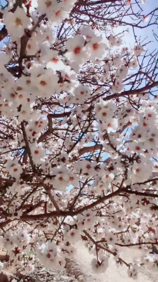 @Hayat Blk
