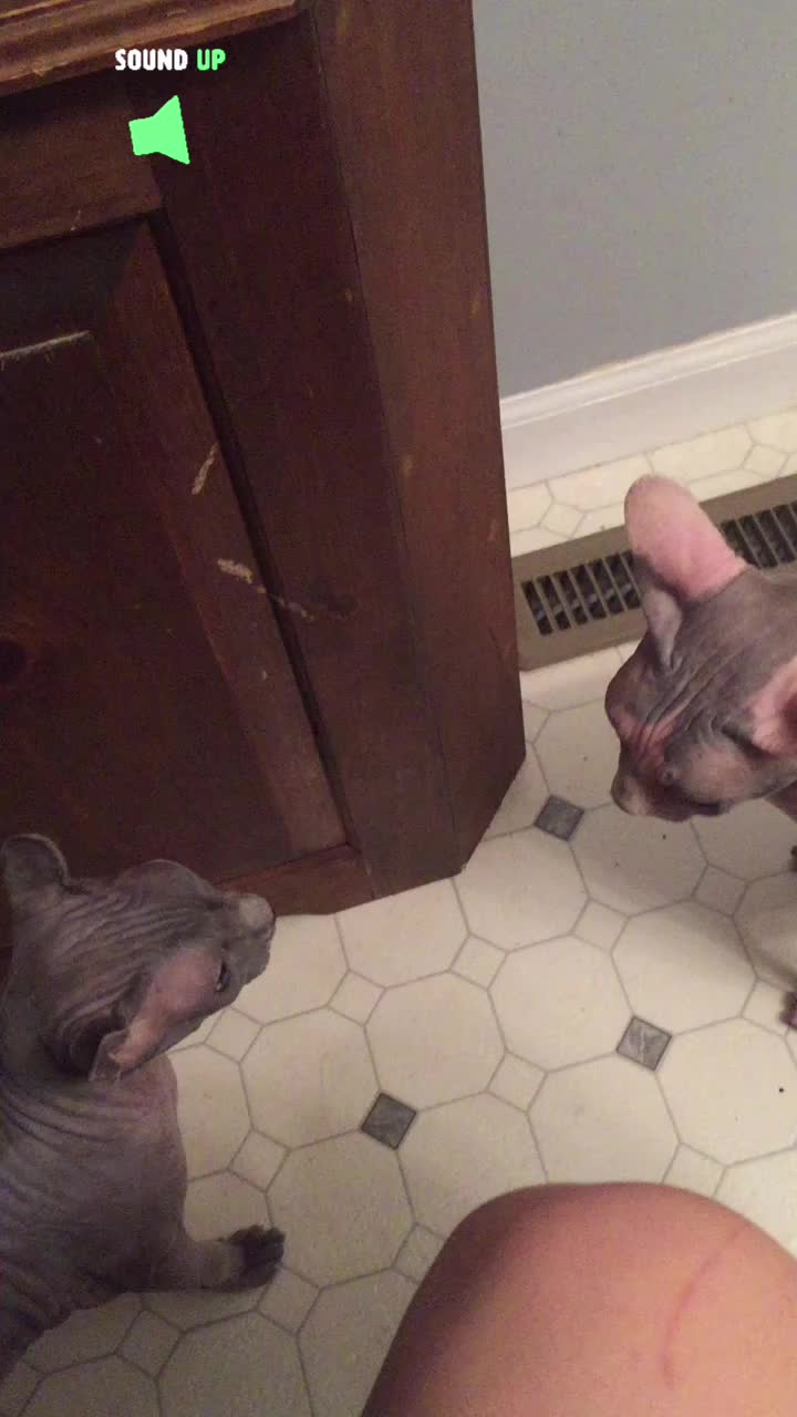 @MySphynxLife