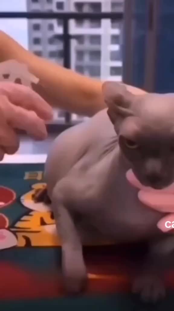 @Миаау
