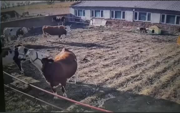 @Farmer Moo