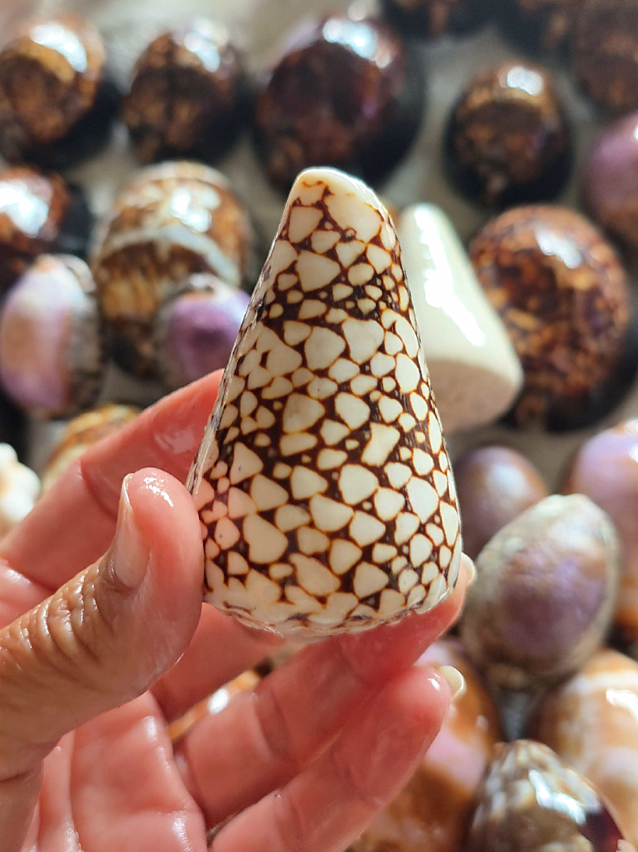 @Noe 🐚 Shells