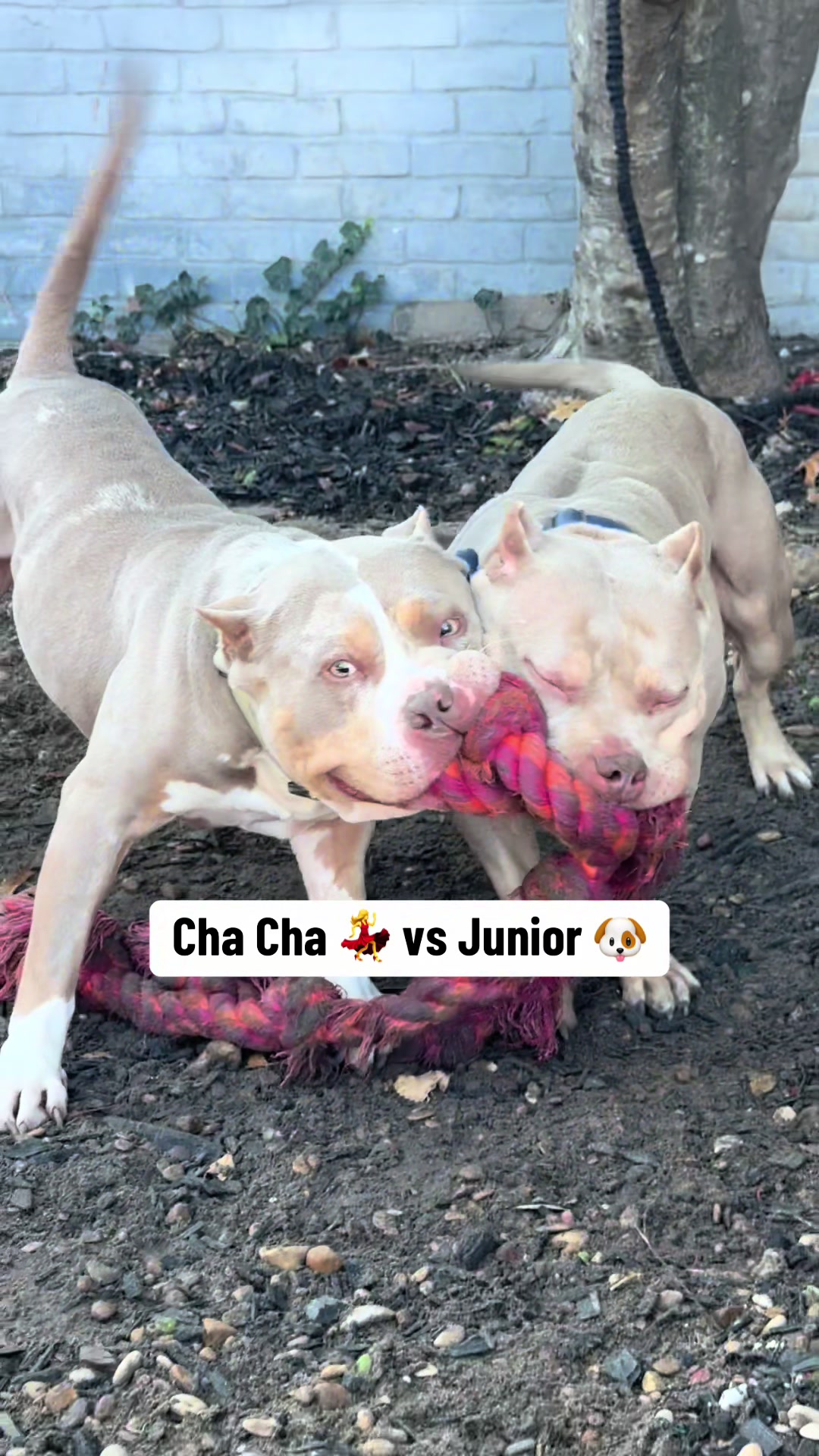@Better Best Dog