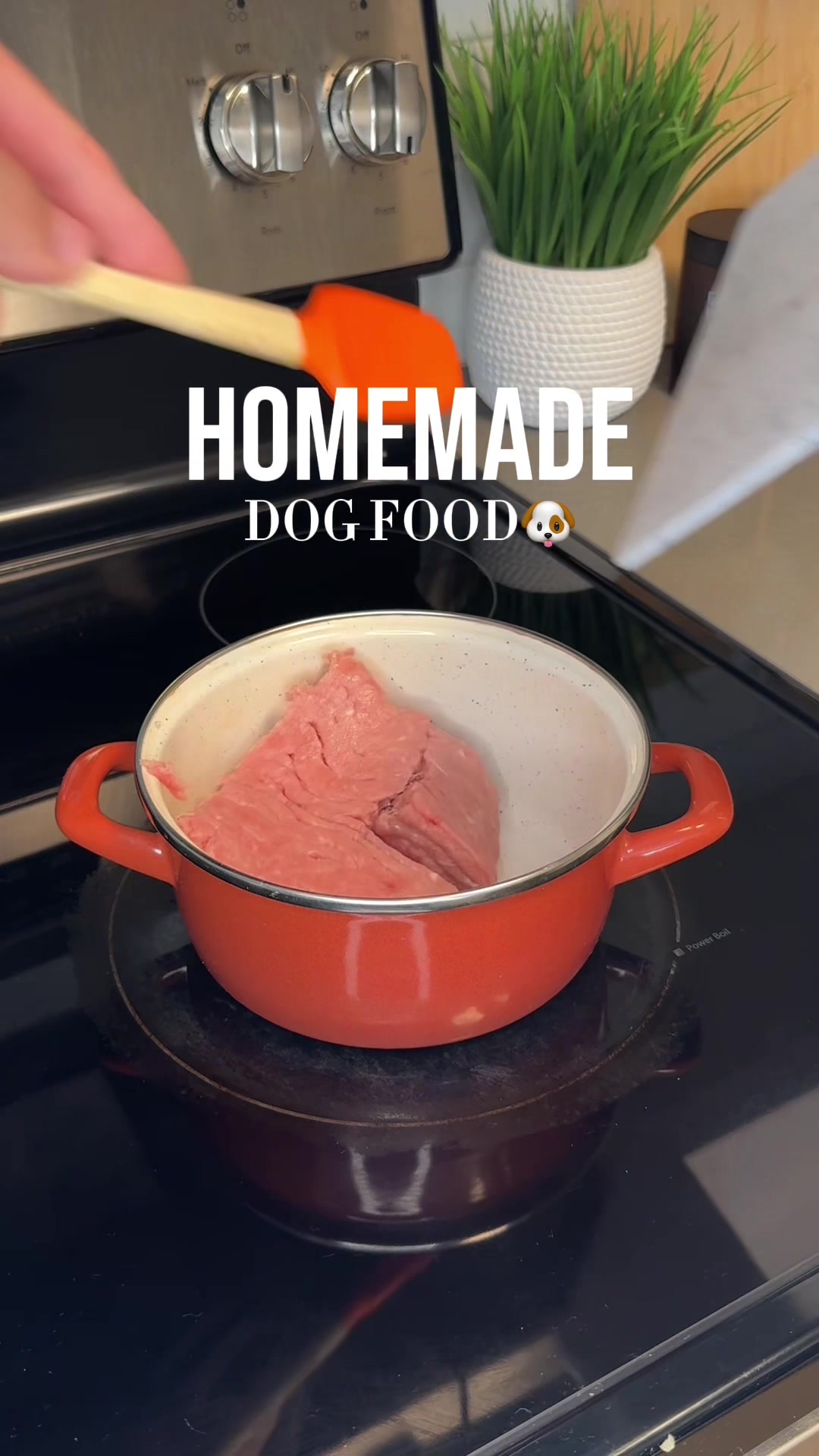 @Daily Dog Bites