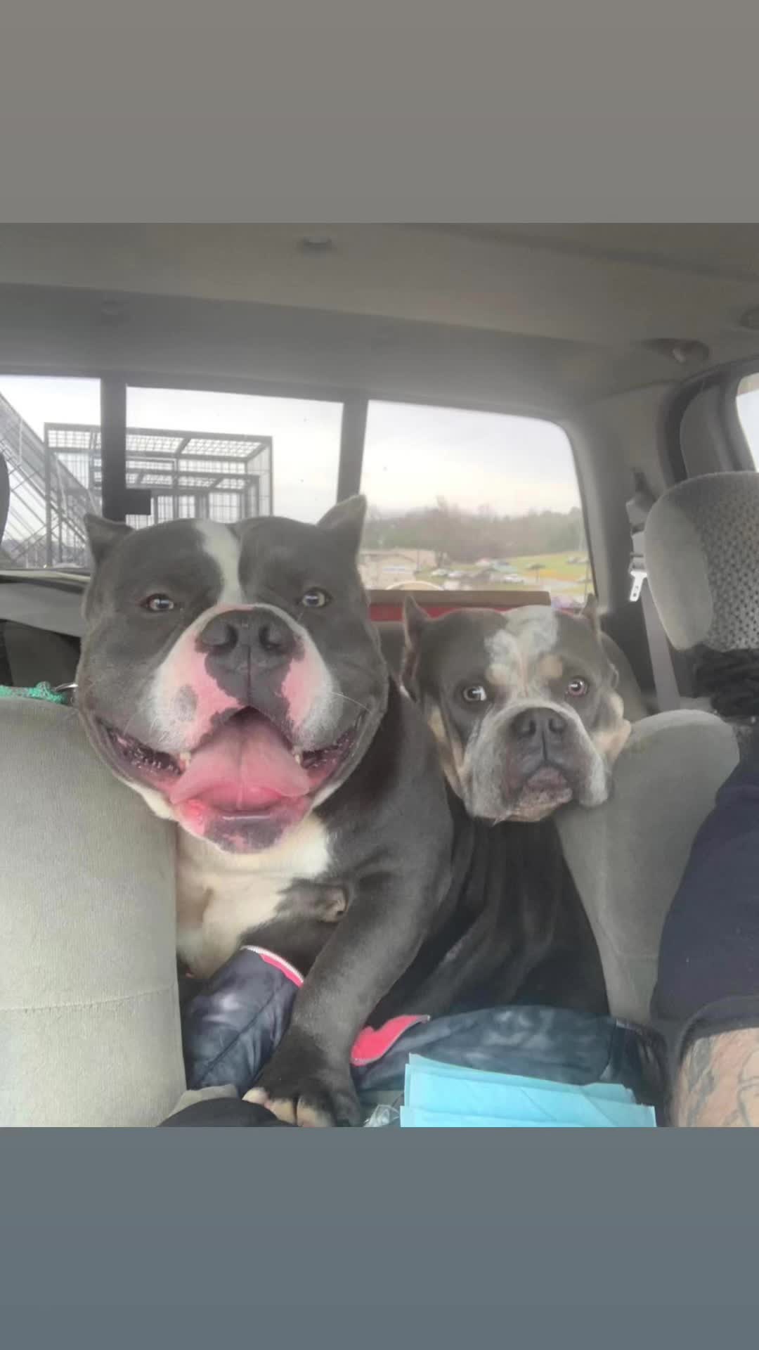 @smithbrothersbullies1