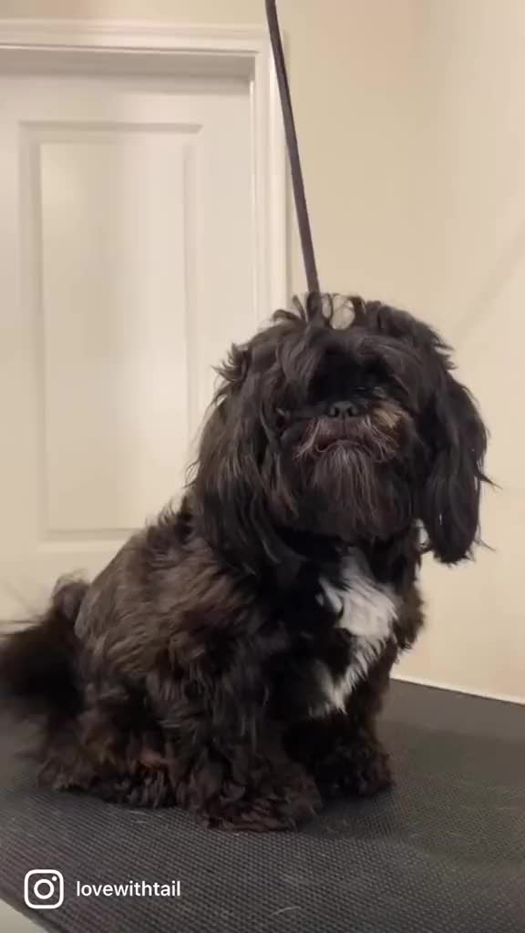 @lovewithtails