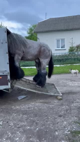 @🐴Horses🐴