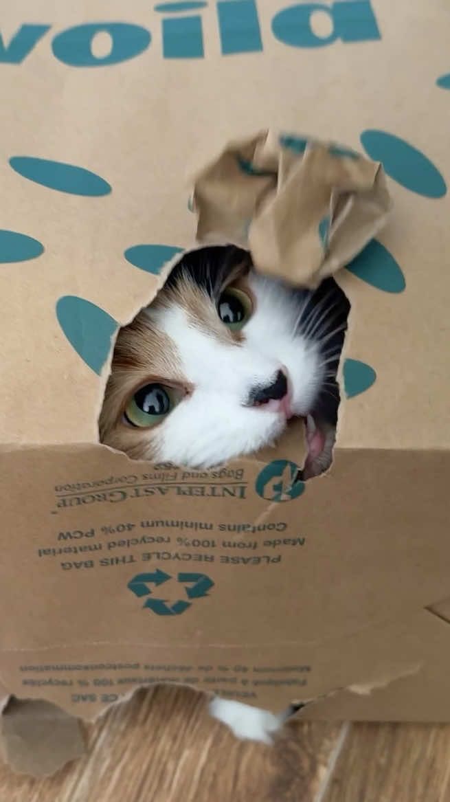 @The Oreo Cat