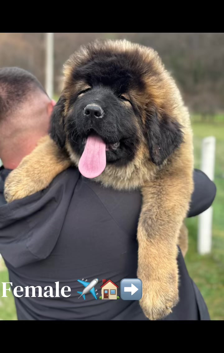 @Caucasian Shepheard Dogs