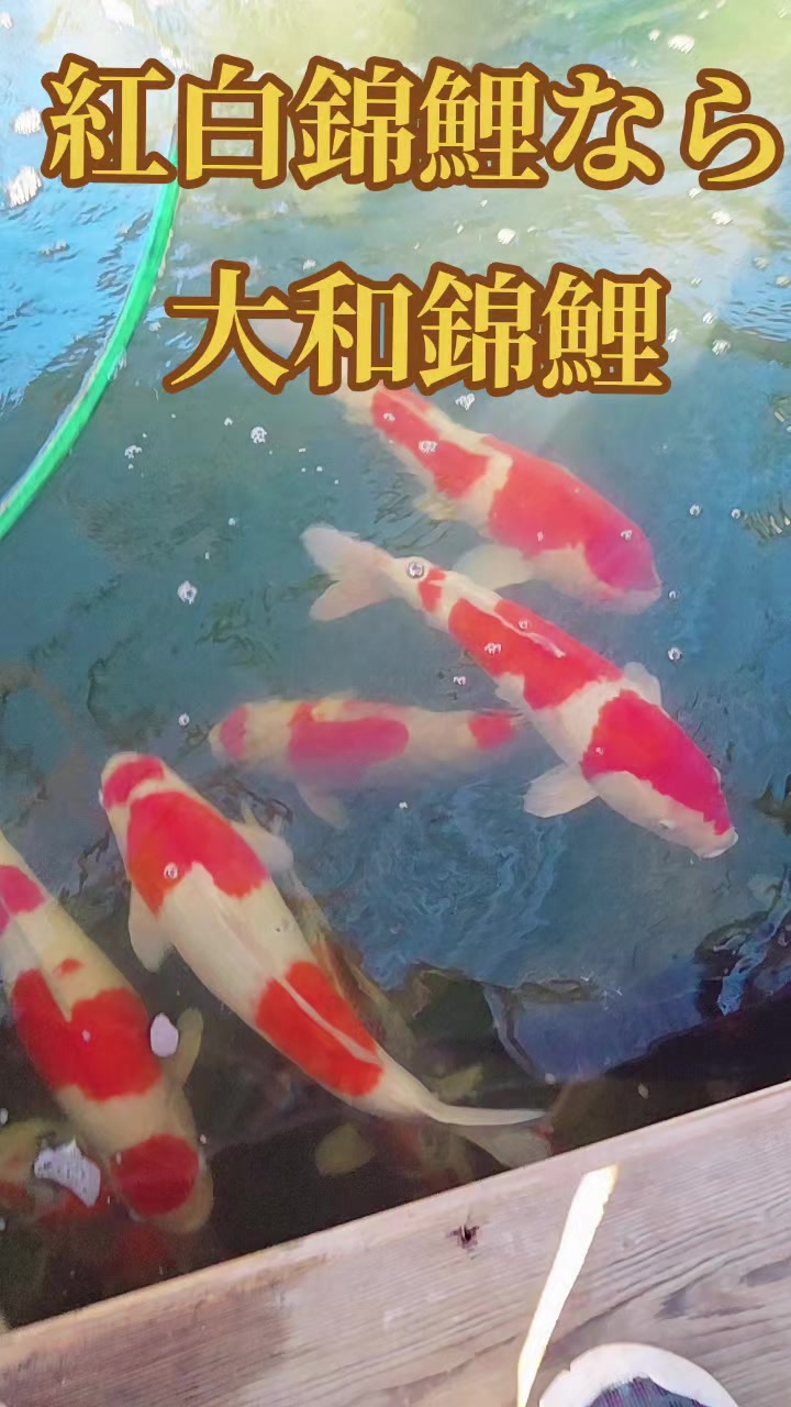 @零🇯🇵🌸零戦一番機🌸🇯🇵