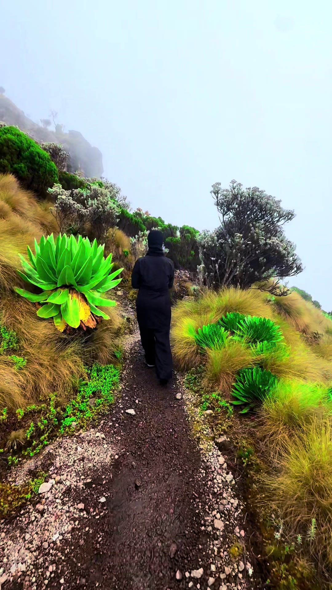 @HikinG_GiantS