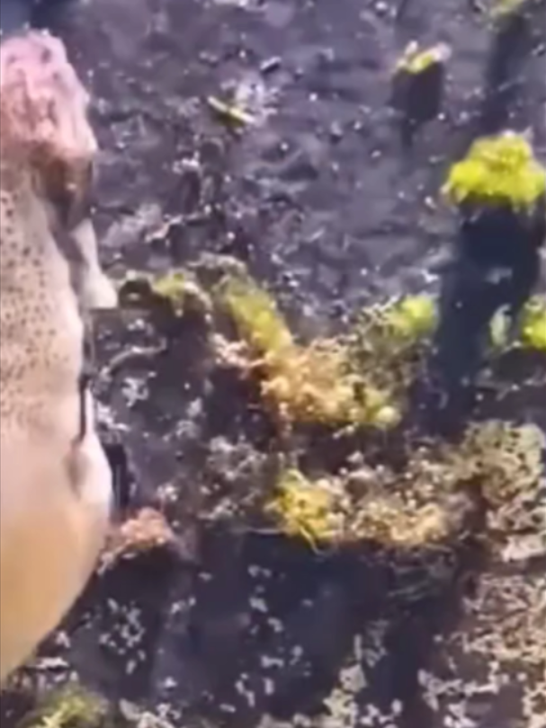 @Mundo dos Animais