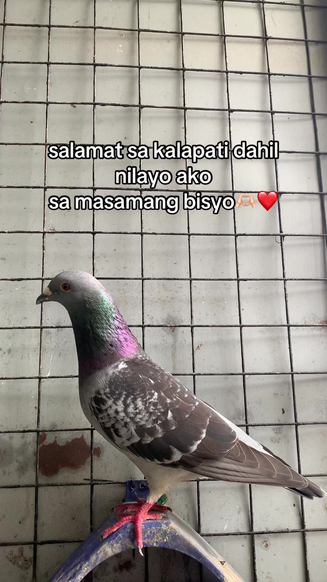 @PAOLOFT TV