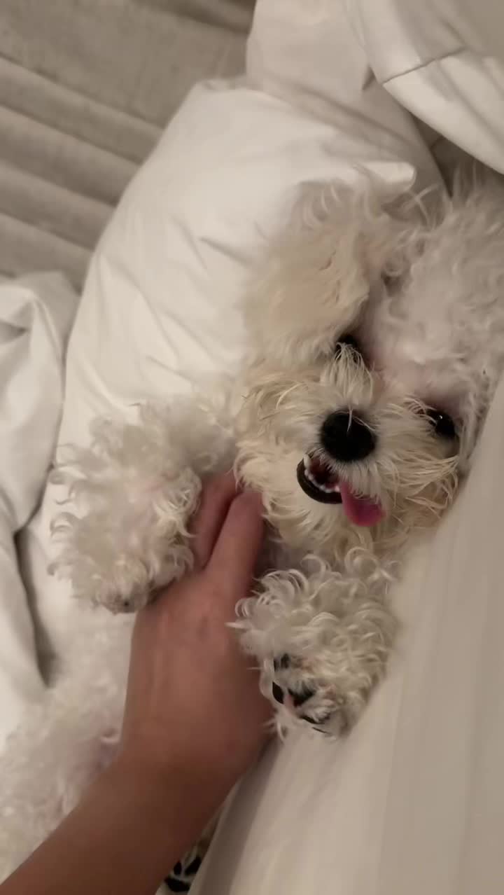 @CUCCI THE BICHON