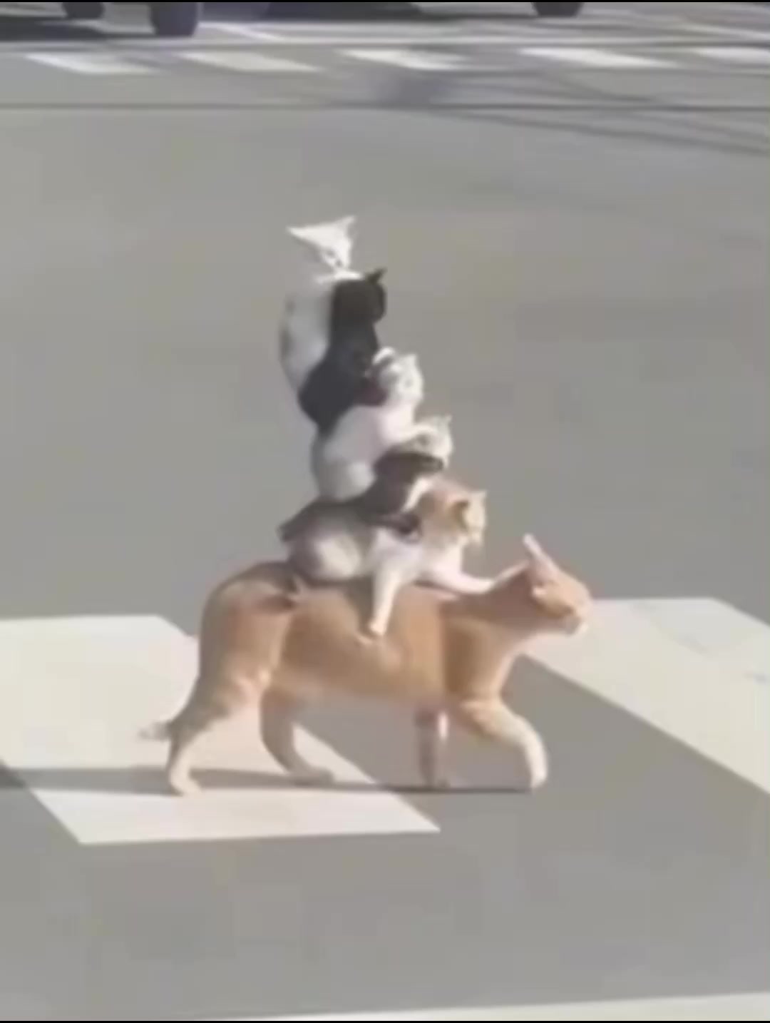 @C&ocirc; Độc Vương