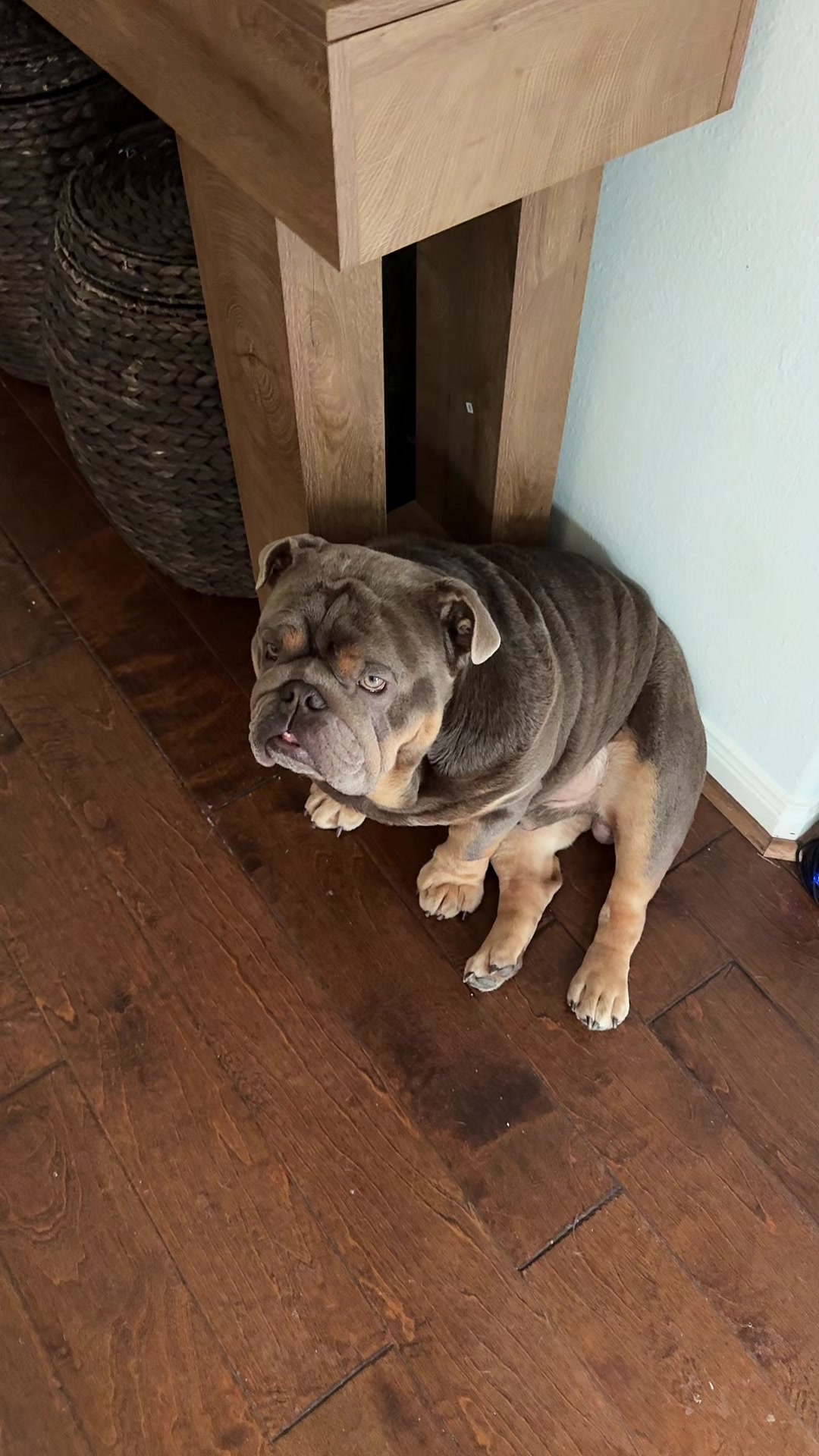 @RawlsTheBulldog