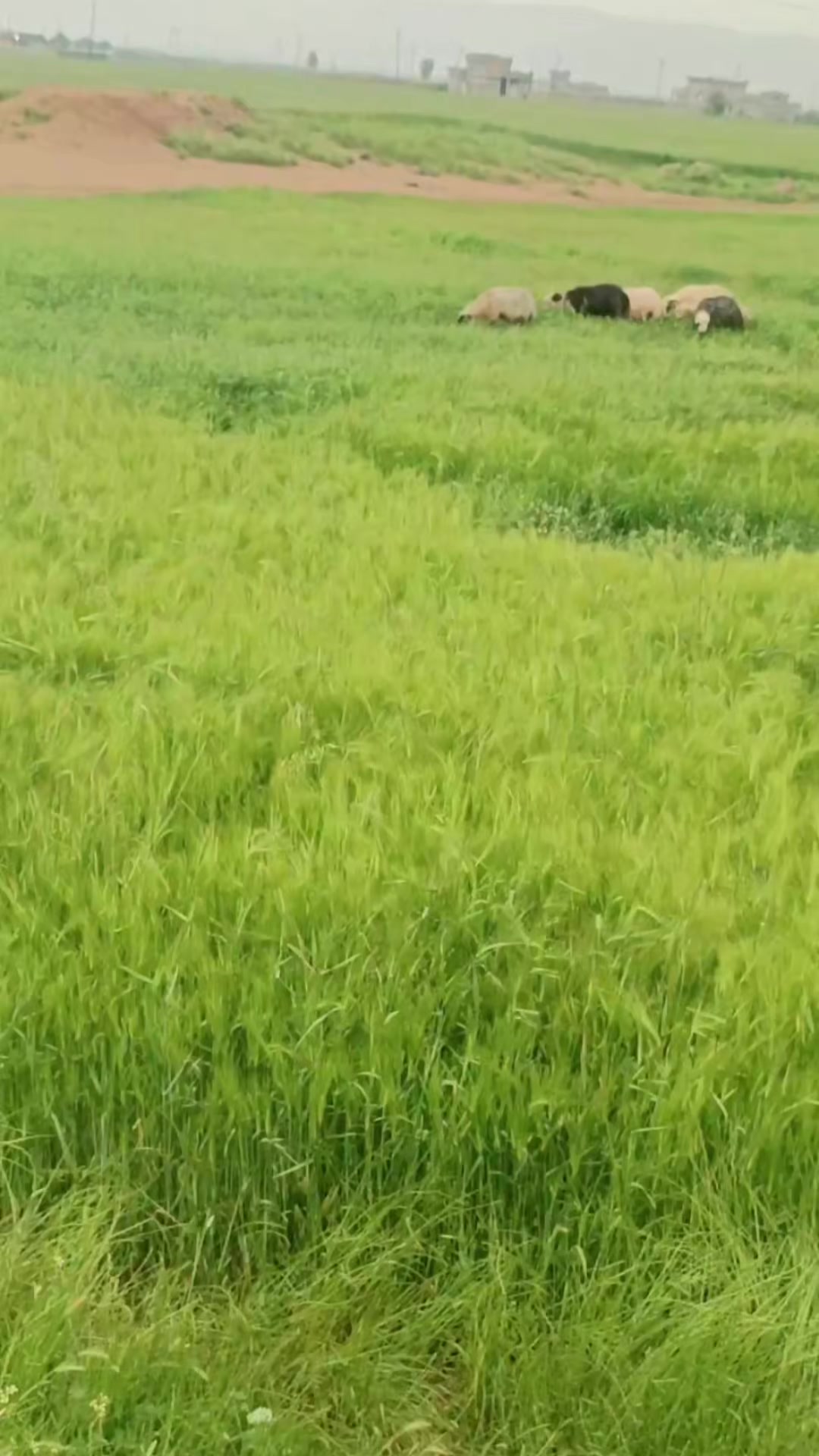 @خالد ابن العطيه