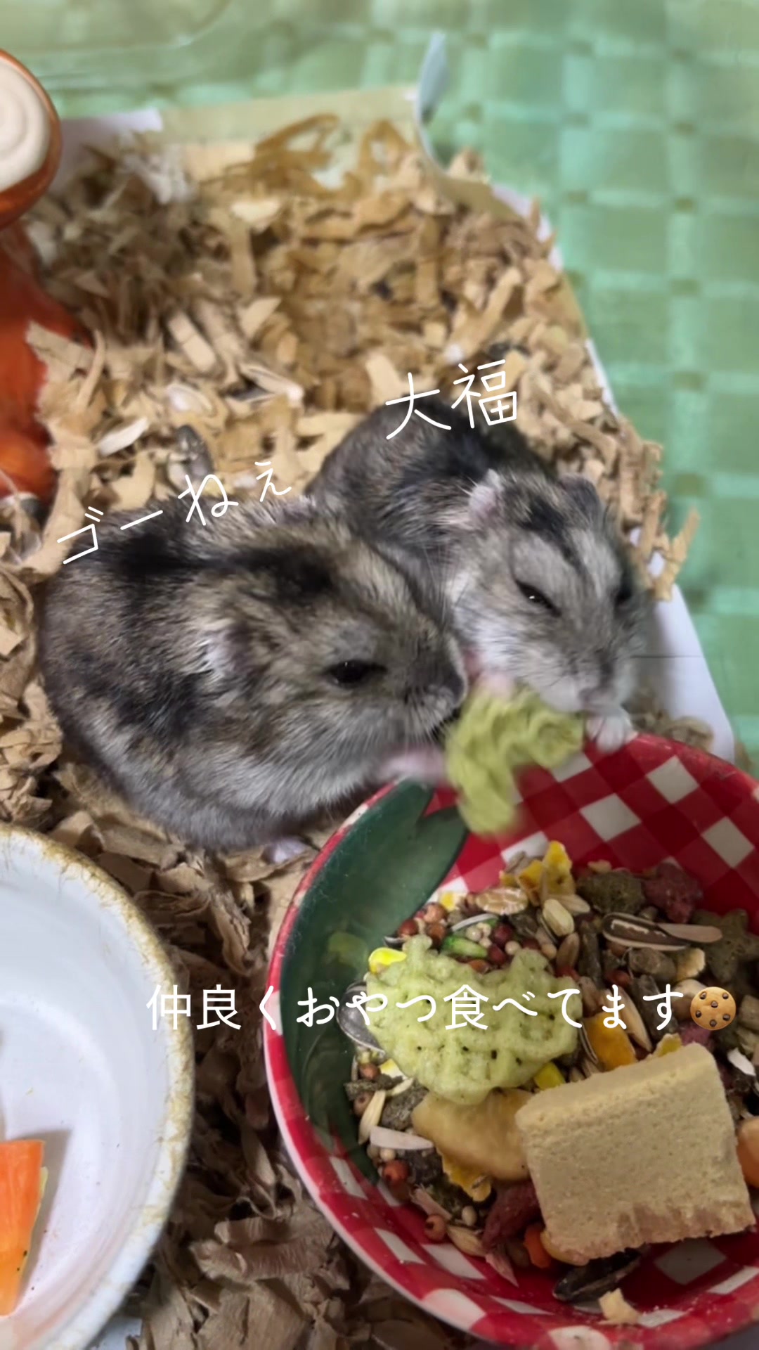 @big mama 🐹🐕🧅💜