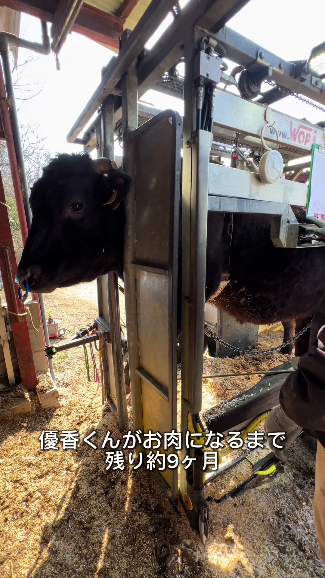 @和牛ティーチャー