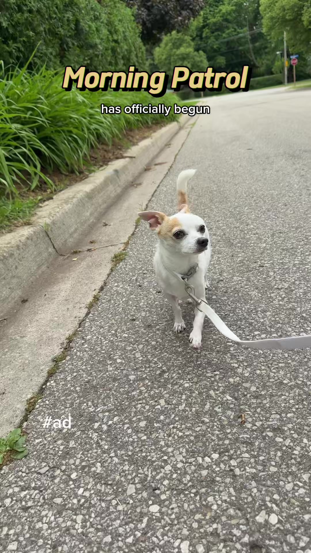 @Bao the Chihuahua
