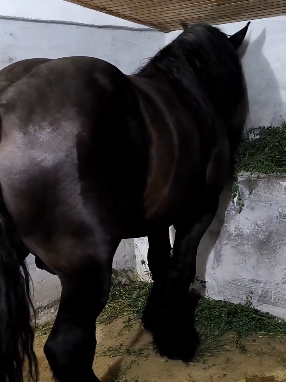 @ВАСЯ БОЙЧУК 🐎