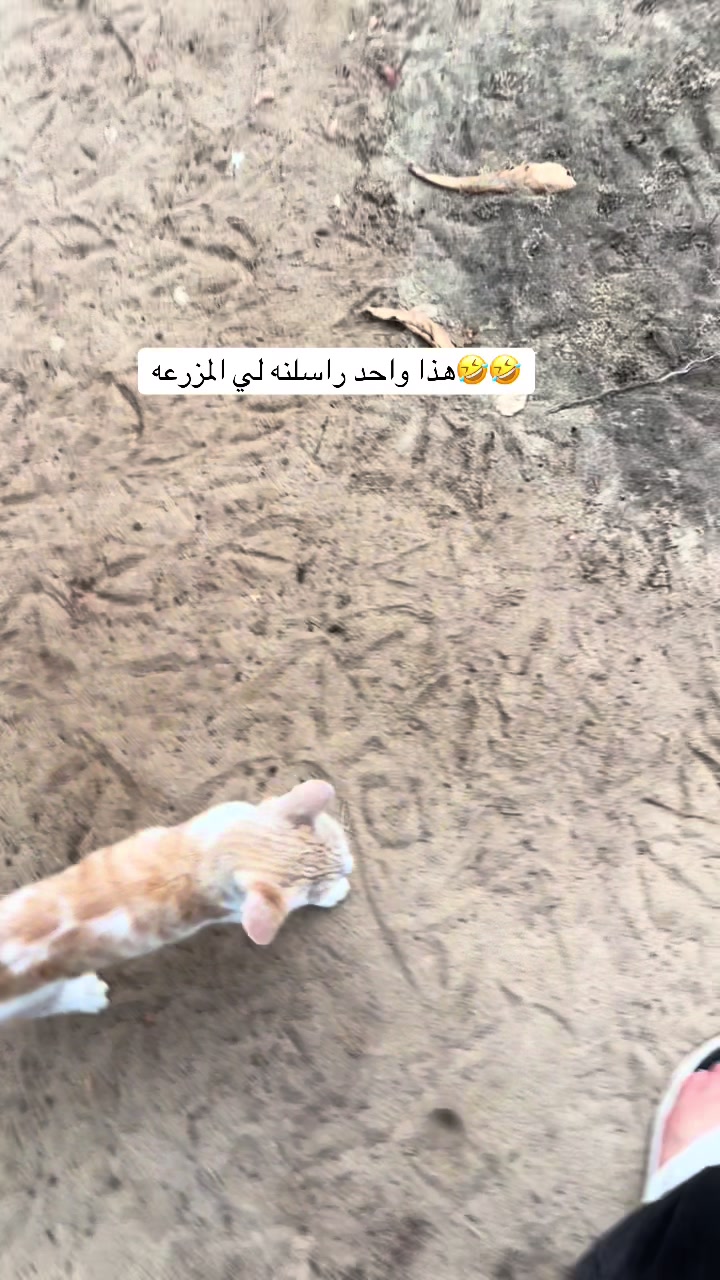 @ashkaltbiah