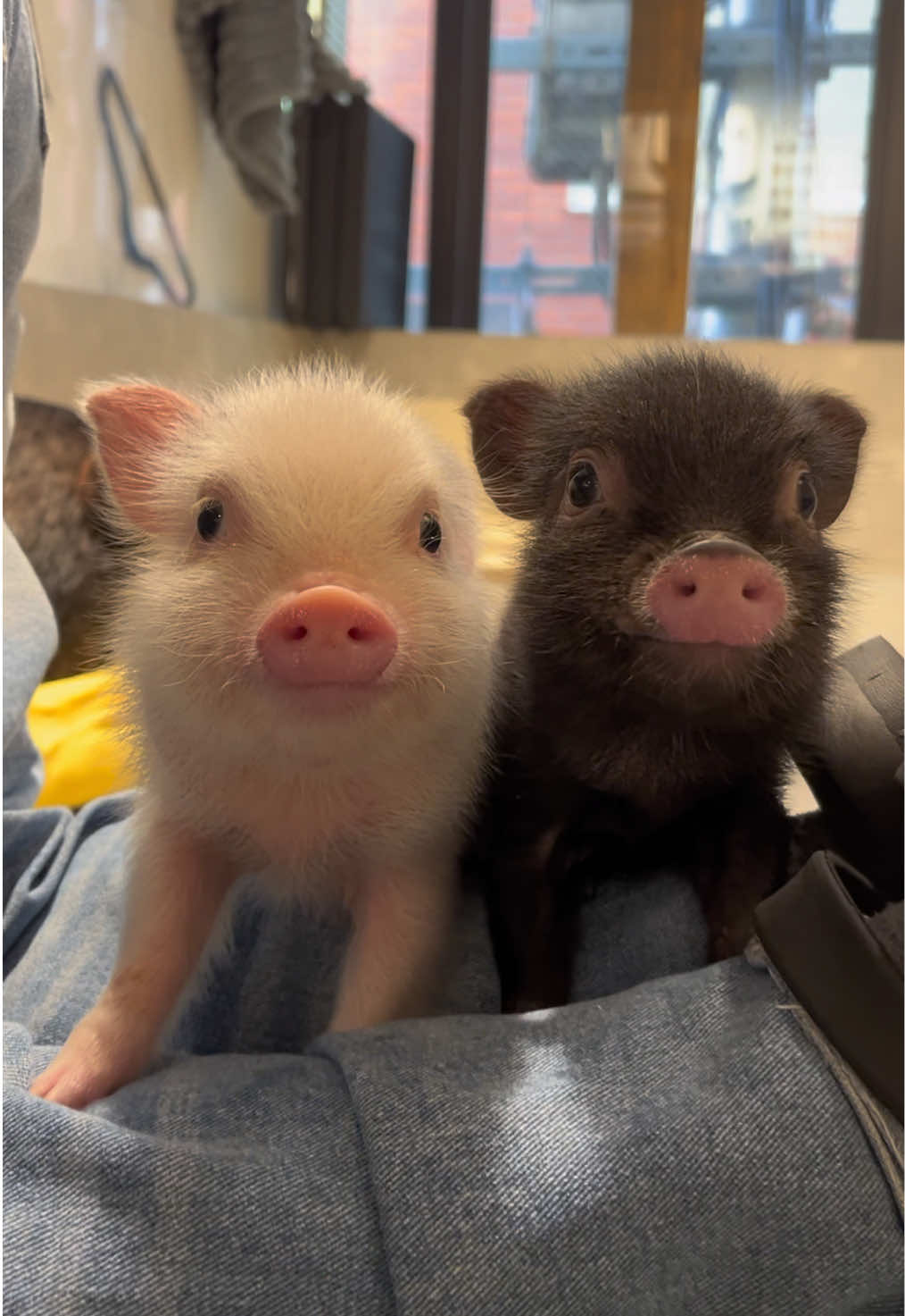 @pignic