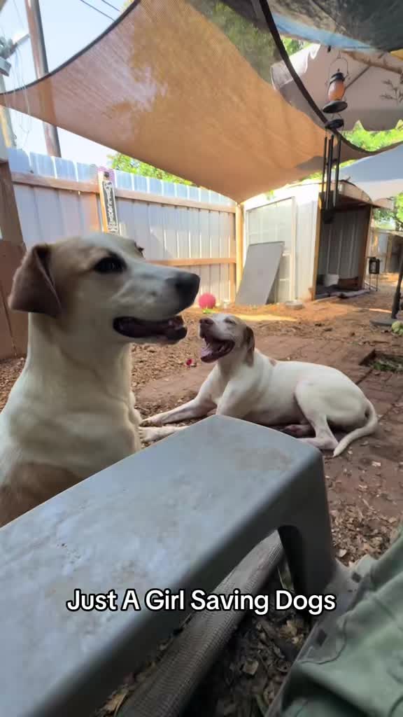 @Just A Girl Saving Dogs
