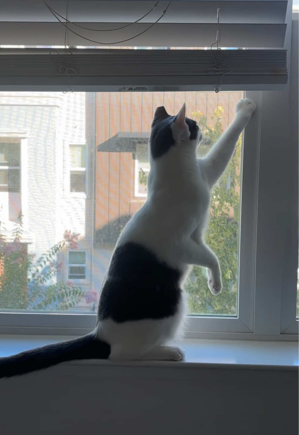 @Mimi Wawa Meow