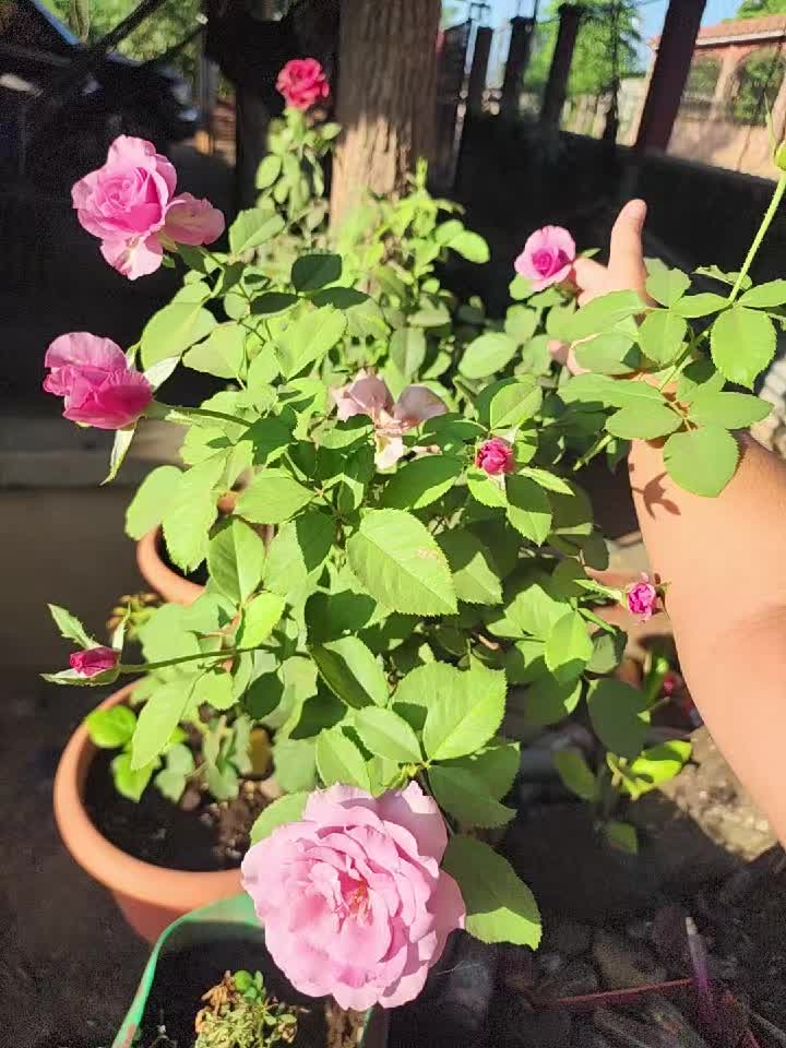 @Estelita Duarte🦋💫