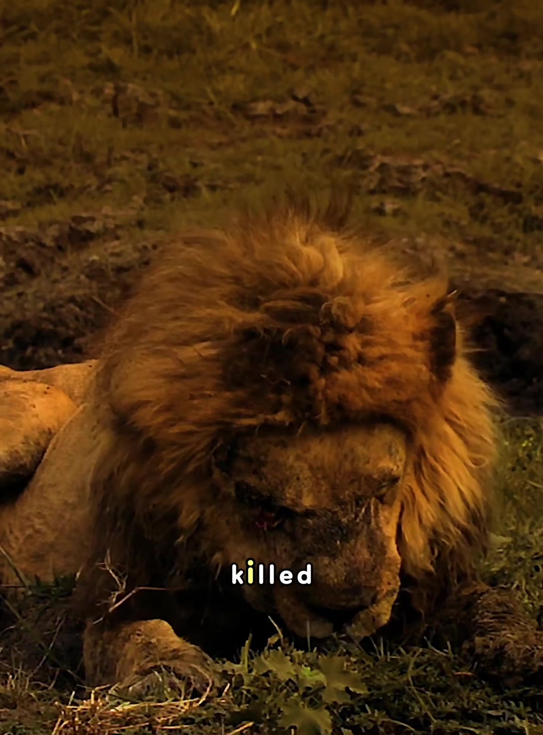 @look animals