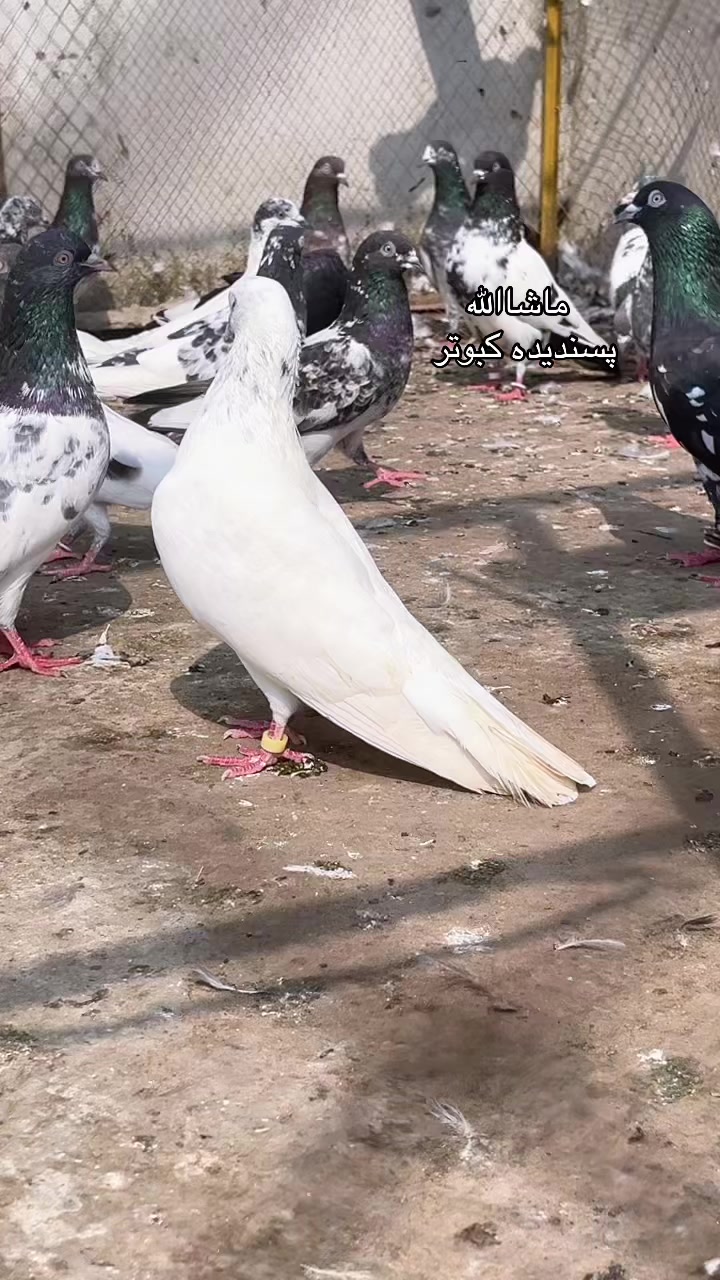 @AJK/✌️مرشد22