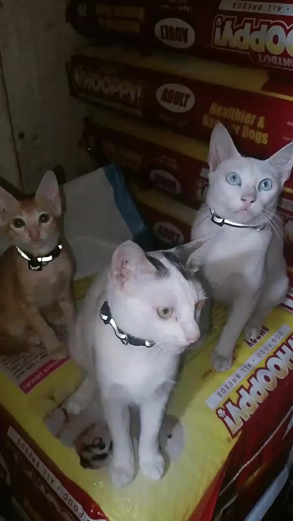 @sny meow🐈