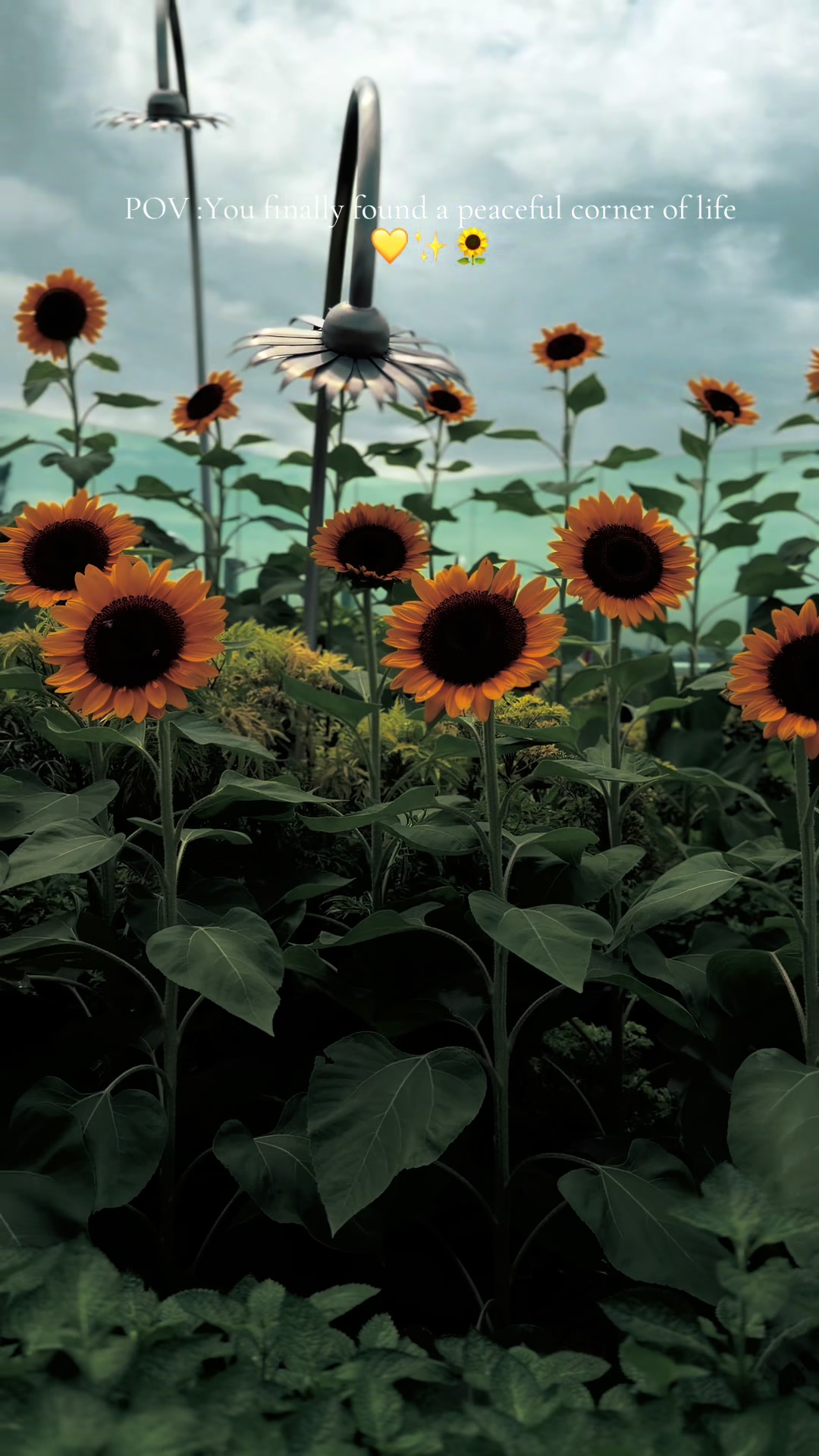 @🌚🌻