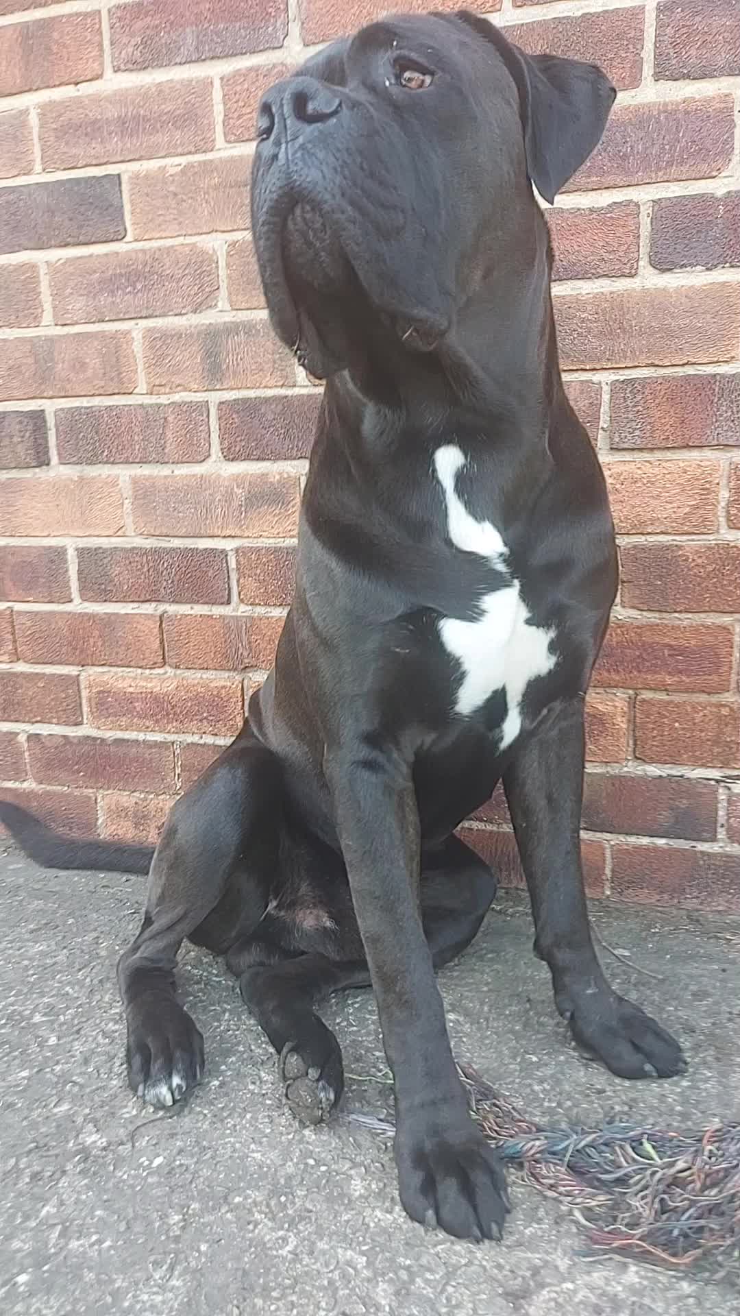 @Canecorspuppy