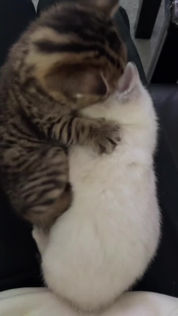 @KITTY